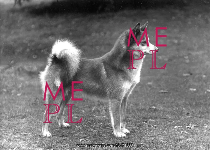 : Fall - Finnish Spitz - 1936 : Fall - Finnish Spitz - 1936