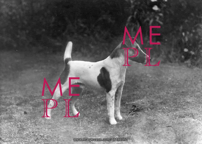  : FALL / FOX TERRIER / 1949