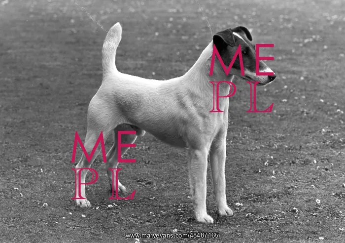  : FALL / FOX TERRIER / 1955