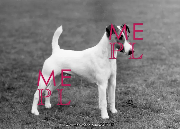  : FALL / FOX TERRIER / 1962
