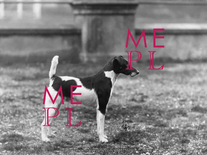 : FALL / FOX TERRIER / DONJUAN : FALL / FOX TERRIER / DONJUAN