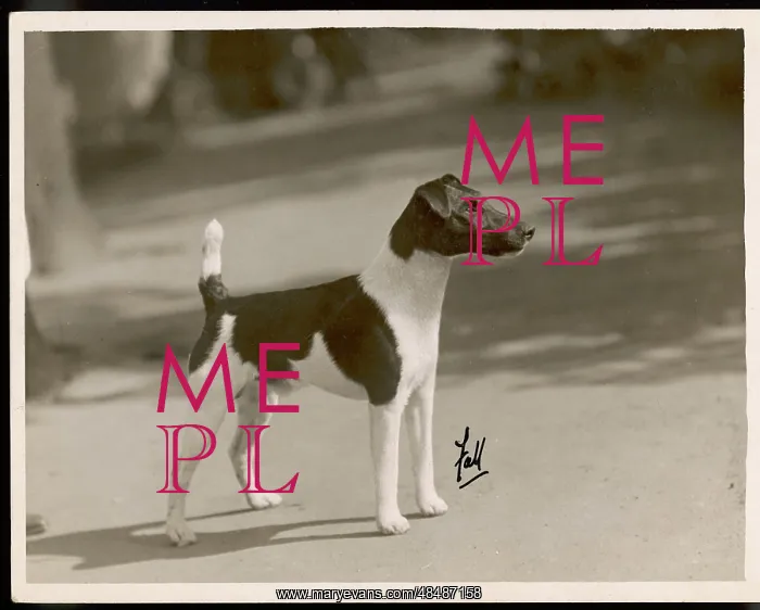 : FALL / FOX TERRIER / TAFFY : FALL / FOX TERRIER / TAFFY