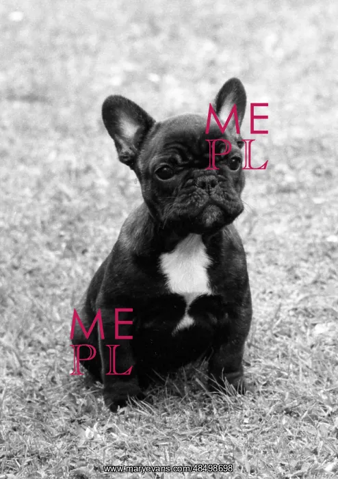 : FALL / FRENCH BULLDOG / PUP : FALL / FRENCH BULLDOG / PUP