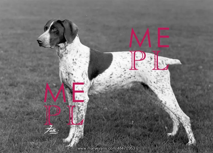 : FALL / GERMAN POINTER / 1963 : FALL / GERMAN POINTER / 1963