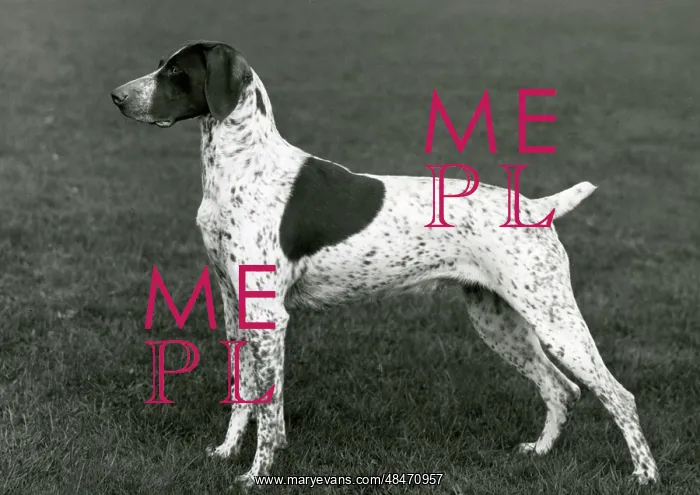  : FALL / GERMAN POINTER / 1963