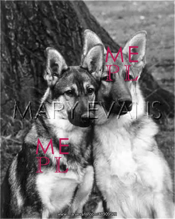 : FALL / GERMAN SHEPHERDS : FALL / GERMAN SHEPHERDS