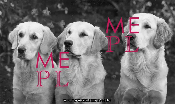 : FALL / GOLDEN RETRIEVER : FALL / GOLDEN RETRIEVER