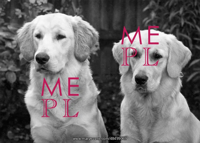 : FALL / GOLDEN RETRIEVER : FALL / GOLDEN RETRIEVER