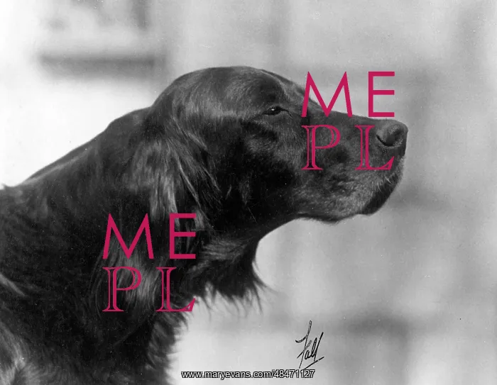 : FALL / GORDON SETTER / 1931 : FALL / GORDON SETTER / 1931