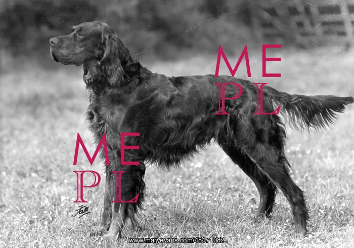  : FALL / GORDON SETTER / 1949
