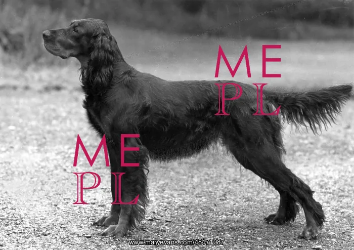  : FALL / GORDON SETTER / 1957