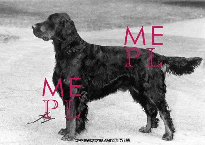 : FALL / GORDON SETTER / 1967 : FALL / GORDON SETTER / 1967