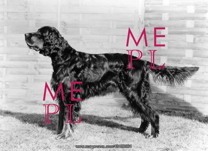  : FALL / GORDON SETTER / 1974