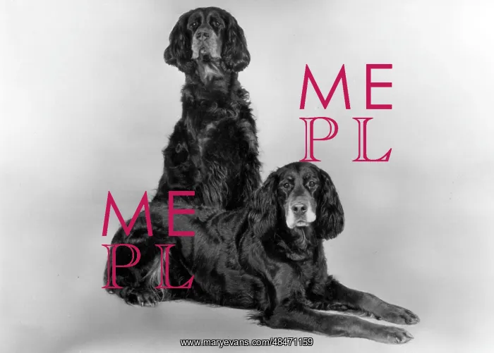 : FALL / GORDON SETTER / 1981 : FALL / GORDON SETTER / 1981