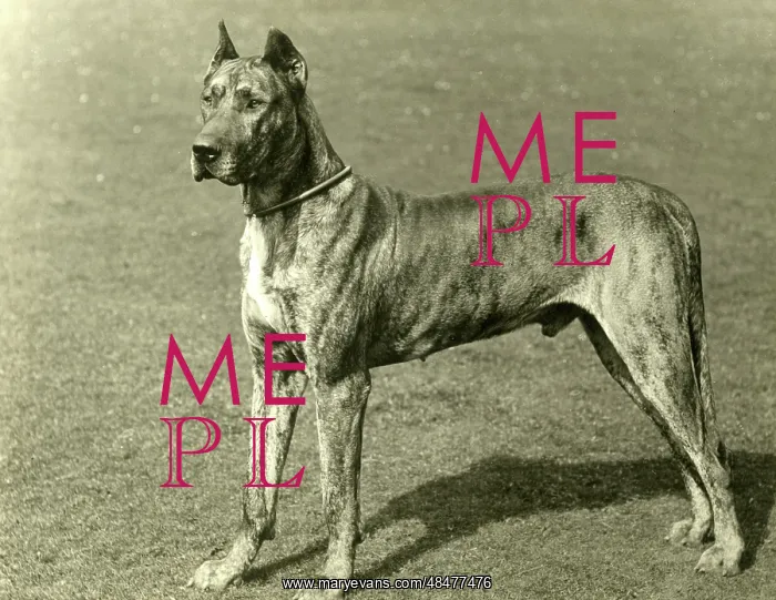  : FALL / GREAT DANE / 1897