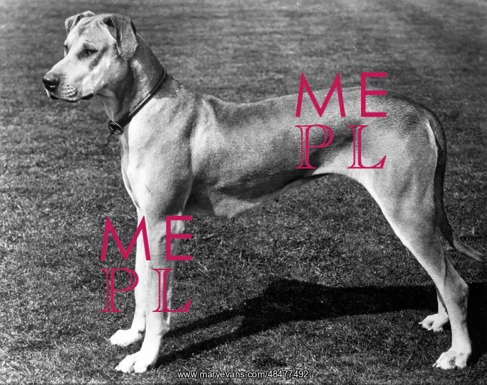 : FALL / GREAT DANE / 1900 : FALL / GREAT DANE / 1900