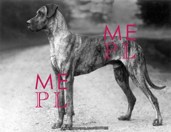 : FALL / GREAT DANE / 1929 : FALL / GREAT DANE / 1929