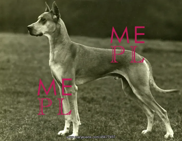 : FALL / GREAT DANE / 1931 : FALL / GREAT DANE / 1931