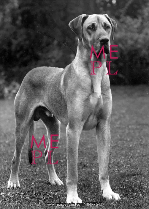  : FALL / GREAT DANE / 1936