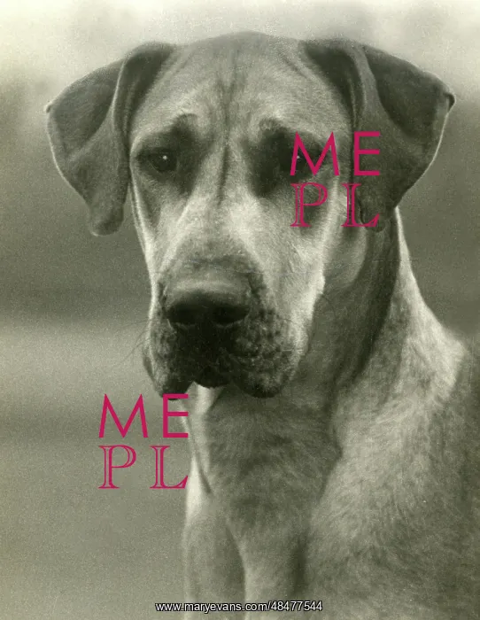  : FALL / GREAT DANE / 1938