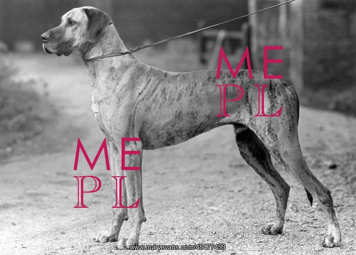  : FALL / GREAT DANE / 1942