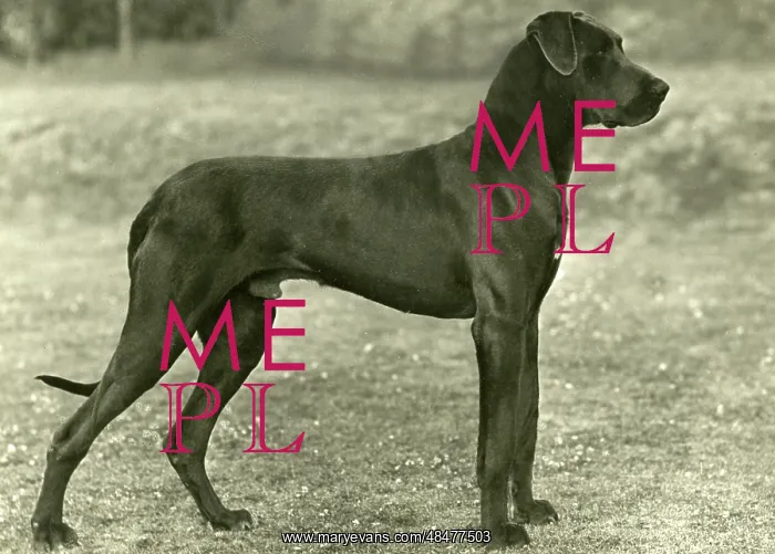 : FALL / GREAT DANE / 1949 : FALL / GREAT DANE / 1949