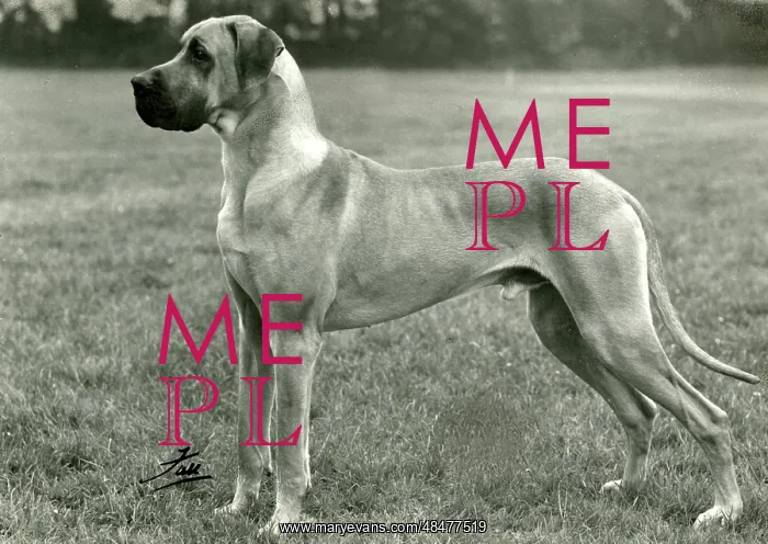  : FALL / GREAT DANE / 1961