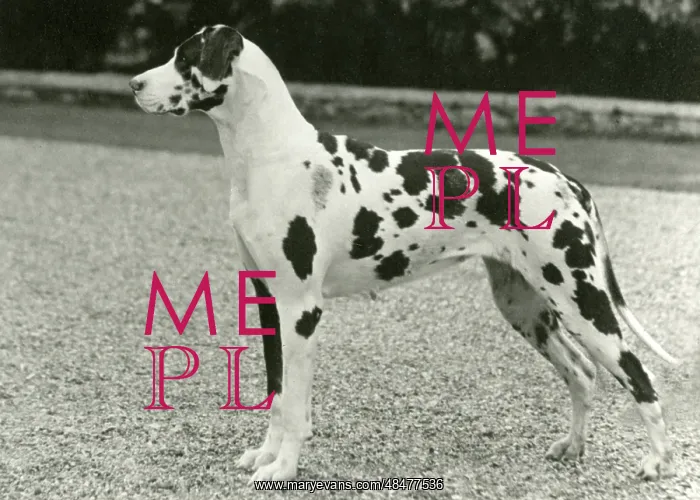 : FALL / GREAT DANE / 1962 : FALL / GREAT DANE / 1962