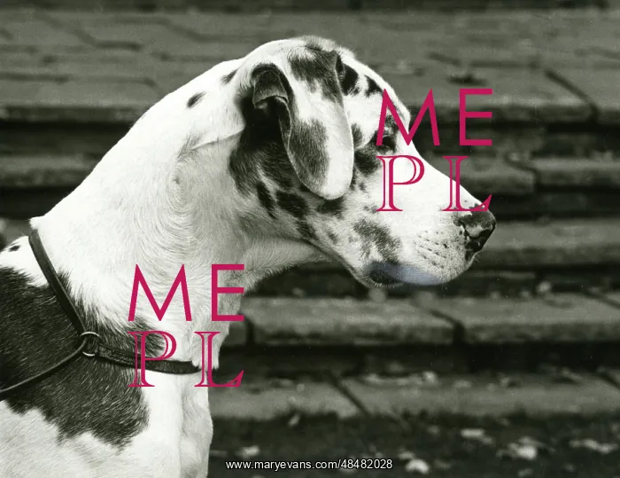 : FALL / GREAT DANE / 1970 : FALL / GREAT DANE / 1970