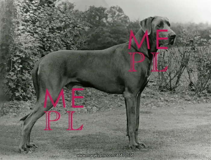  : FALL / GREAT DANE / 1972