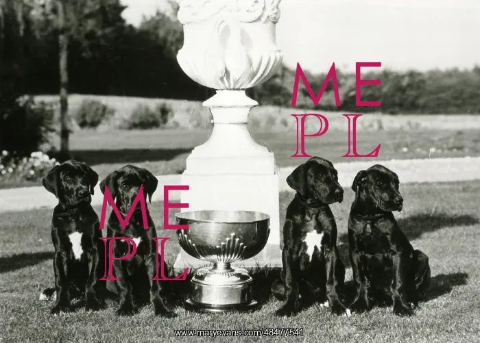 : FALL / GREAT DANE / 1973 : FALL / GREAT DANE / 1973