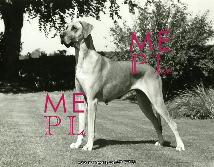  : FALL / GREAT DANE / 1982