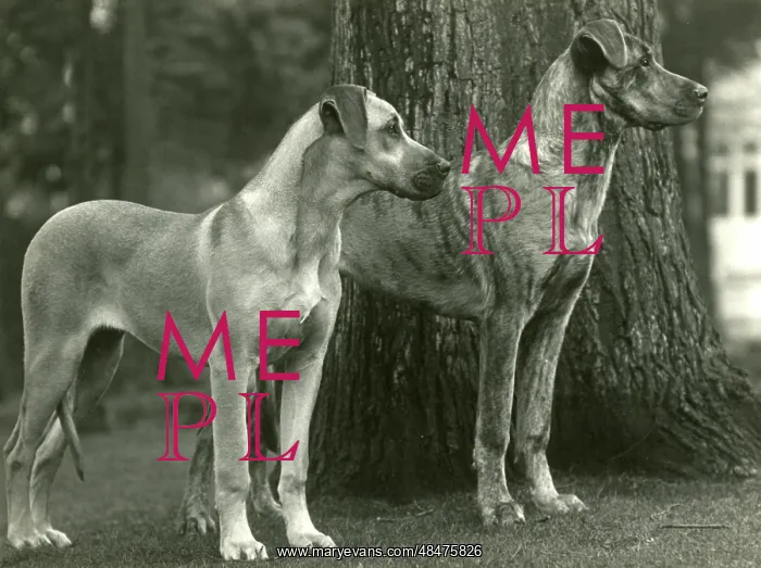 : FALL / GREAT DANES / 1936 : FALL / GREAT DANES / 1936