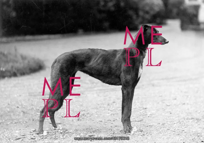  : FALL / GREYHOUND / 1927