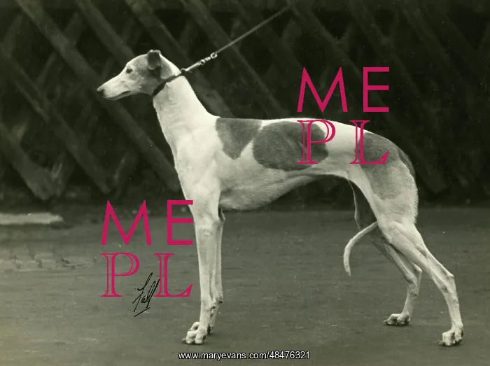 : FALL / GREYHOUND / 1932 : FALL / GREYHOUND / 1932