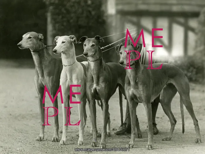 : FALL / GREYHOUND / 1933 : FALL / GREYHOUND / 1933