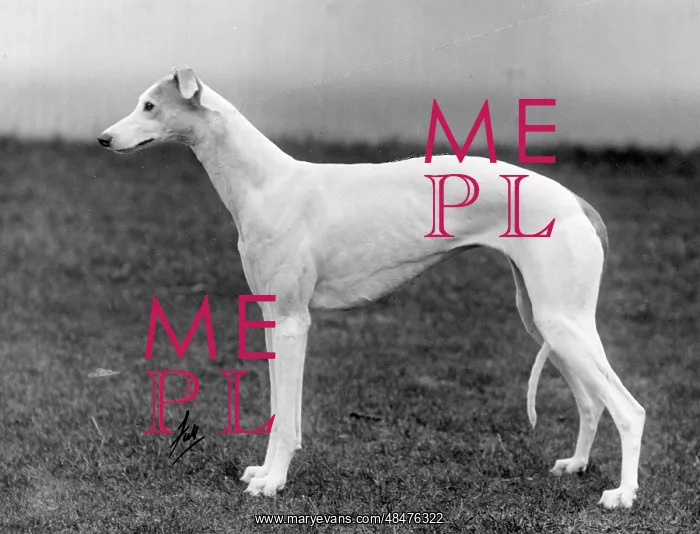  : FALL / GREYHOUND / 1935