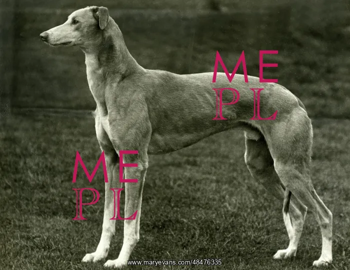  : FALL / GREYHOUND / 1939