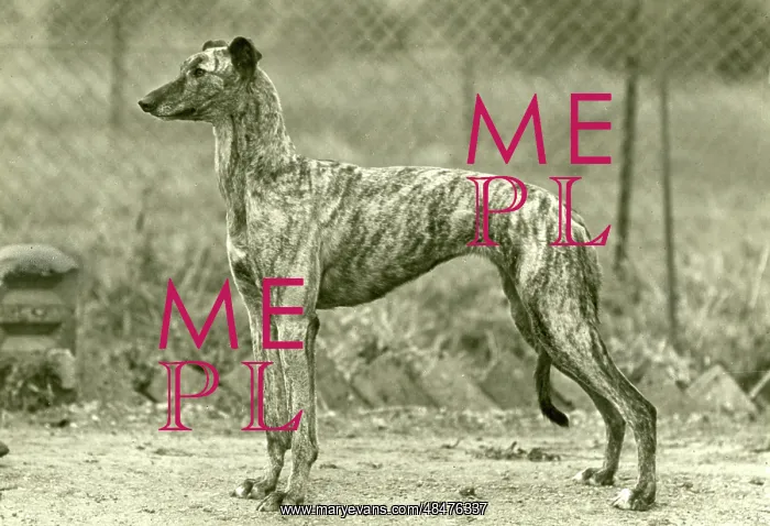  : FALL / GREYHOUND / 1947