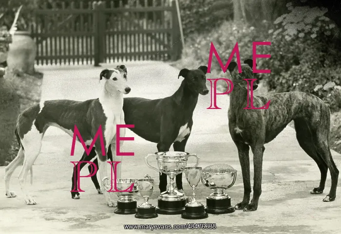 : FALL / GREYHOUND / 1948 : FALL / GREYHOUND / 1948