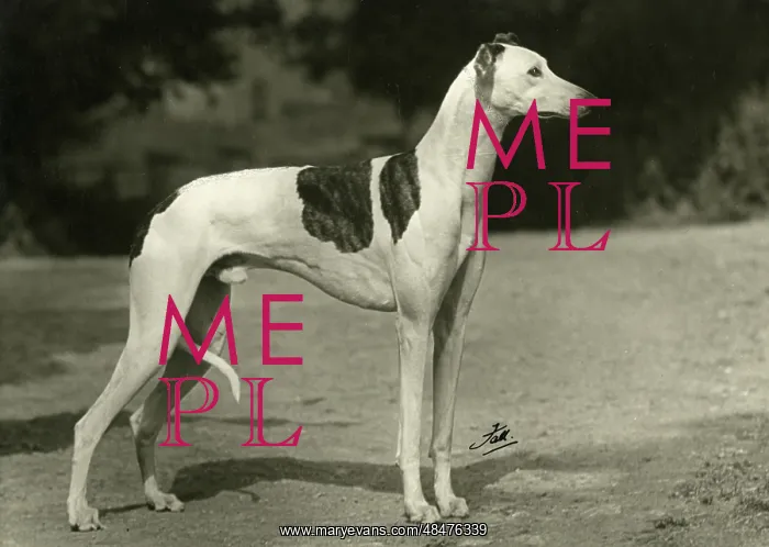  : FALL / GREYHOUND / 1949