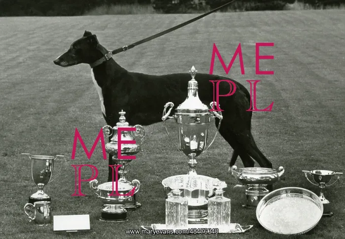 : FALL / GREYHOUND / 1968 : FALL / GREYHOUND / 1968