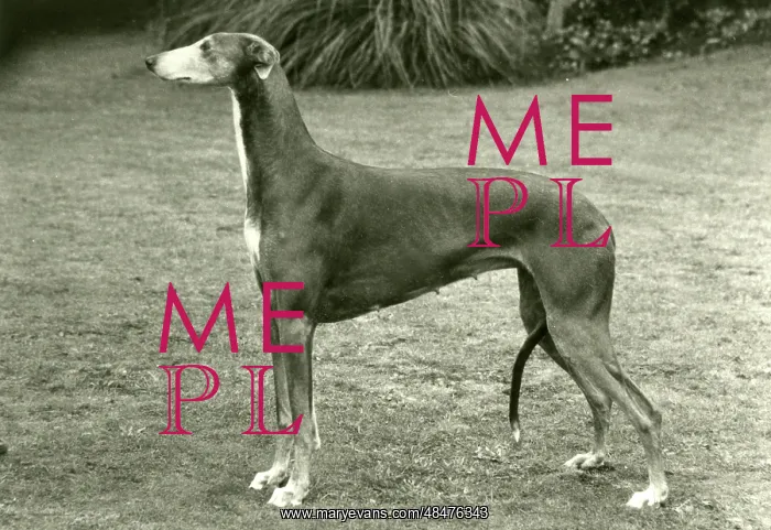  : FALL / GREYHOUND / 1977