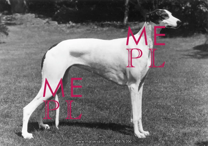  : FALL / GREYHOUND / 1980