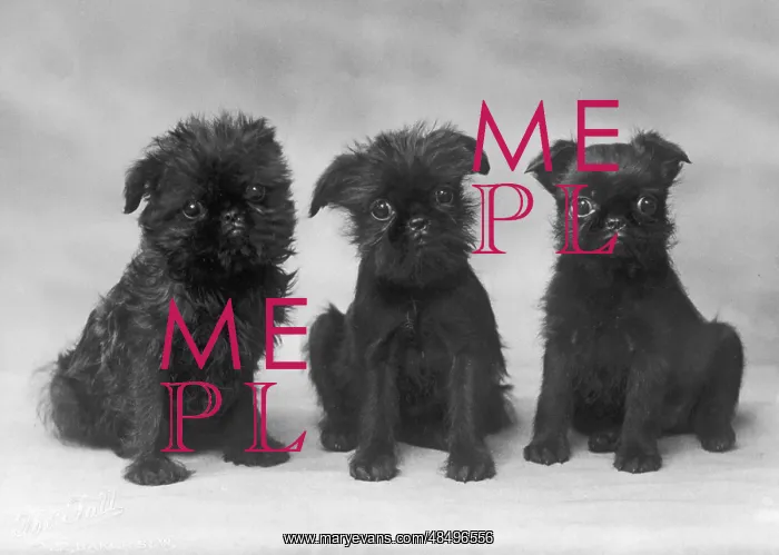 : FALL / GRIFFON / 3 PUPS : FALL / GRIFFON / 3 PUPS