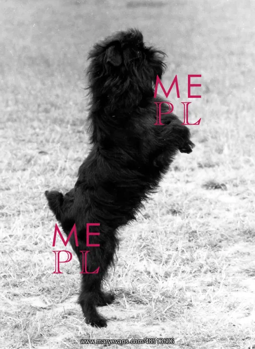 : FALL / GRIFFON / HIND LEGS : FALL / GRIFFON / HIND LEGS