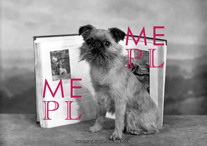 : FALL / GRIFFON / WITH BOOK : FALL / GRIFFON / WITH BOOK