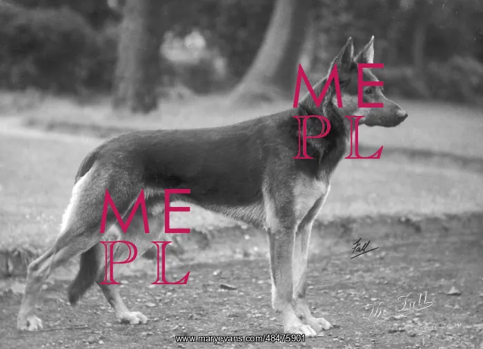 : FALL / GSD / 1925 : FALL / GSD / 1925