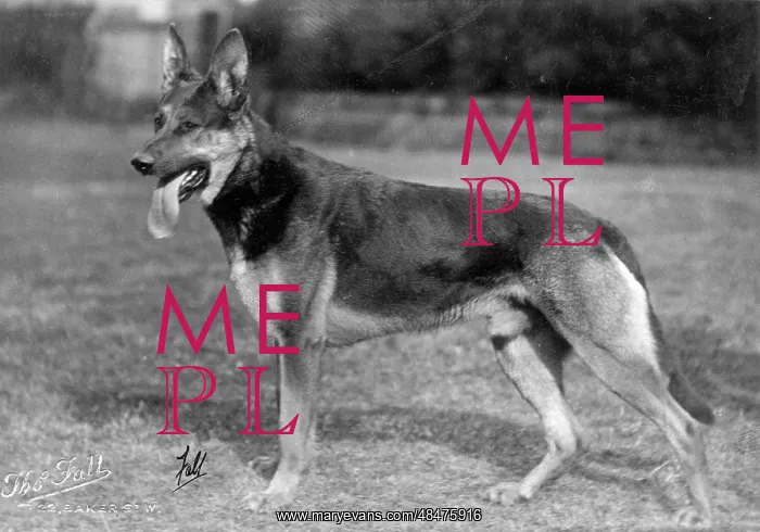 : FALL / GSD / 1926 : FALL / GSD / 1926
