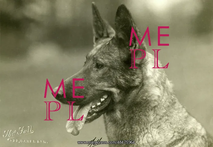 : FALL / GSD / 1927 : FALL / GSD / 1927